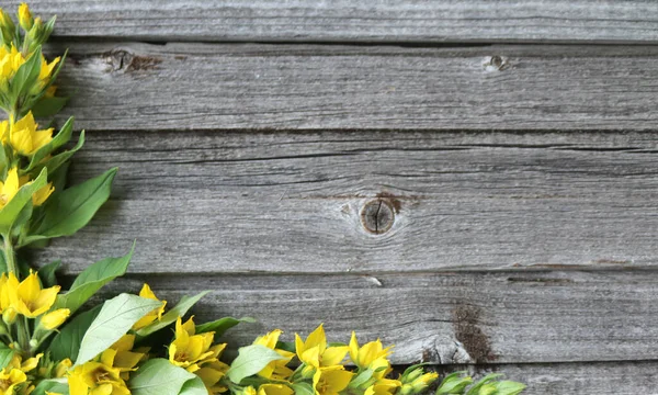 Loosestrife Rośliny Wysokie Żółtymi Małymi Kwiatami — Zdjęcie stockowe