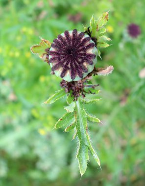 Dekoratif gelincikler çiçek tarlaları ve çiçek tarlaları için mahsul olarak bahçede yetiştirilir.