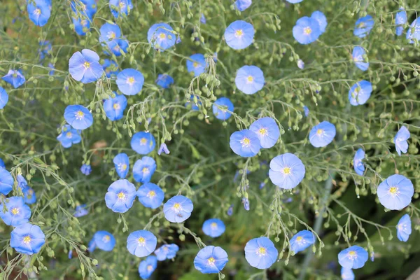 Lino Los Cultivos Oleaginosos Primavera Más Antiguos Los Tallos Reciben — Foto de Stock