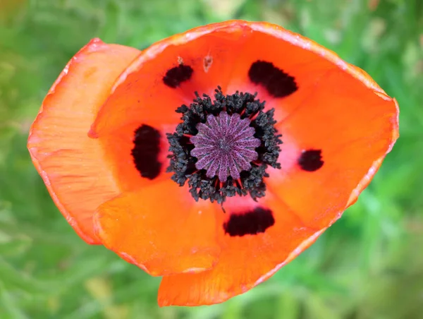 Papaveri Decorativi Sono Coltivati Giardino Come Raccolto Aiuole Aiuole — Foto Stock