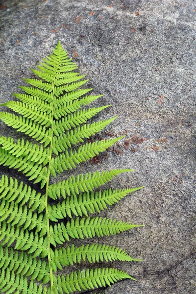 Feuille Fougère Sur Fond Pierre Naturelle — Photo