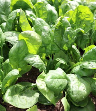 Ispanak bahçesi yıllık bitkisi çok kullanışlı.