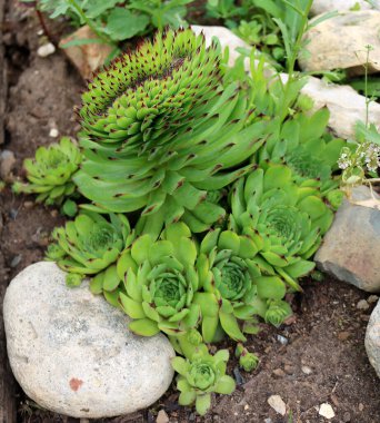 Tohumlar (Sempervivum), taş gül - Crassulaceae ailesinin sulu bitkileri