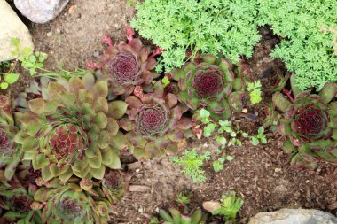 Tohumlar (Sempervivum), taş gül - Crassulaceae ailesinin sulu bitkileri