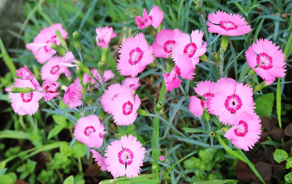 Anjer Kruidachtige Tuinplant Met Bloemen Van Verschillende Kleuren — Stockfoto