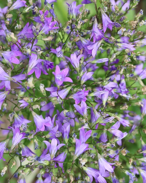 Flores Campanas Azules Flores Azules Que Asemejan Una Miniatura — Foto de Stock