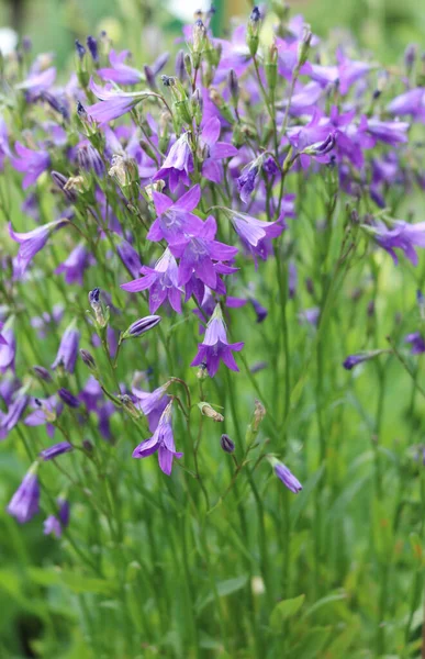 Flores Campanas Azules Flores Azules Que Asemejan Una Miniatura — Foto de Stock