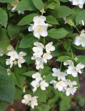 Chubushnik, Hortensidae familyasından bir çalılık cinsidir.