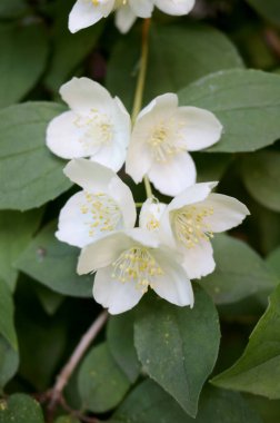 Chubushnik, Hortensidae familyasından bir çalılık cinsidir.