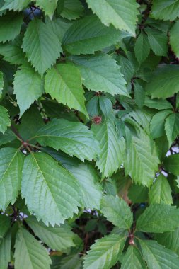 Kızlık üzümleri beş yapraklı Kuzey Amerika ağacına benzer yaprak döken liana.