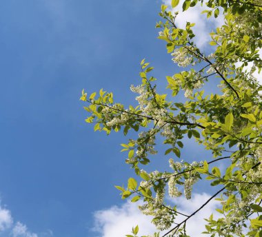 Kuş kirazı baharda çiçek açtı.