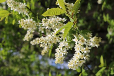 Kuş kirazı baharda çiçek açtı.