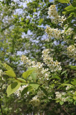 Kuş kirazı baharda çiçek açtı.
