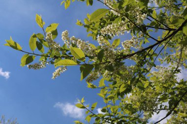 Kuş kirazı baharda çiçek açtı.
