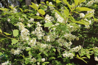 Kuş kirazı baharda çiçek açtı.