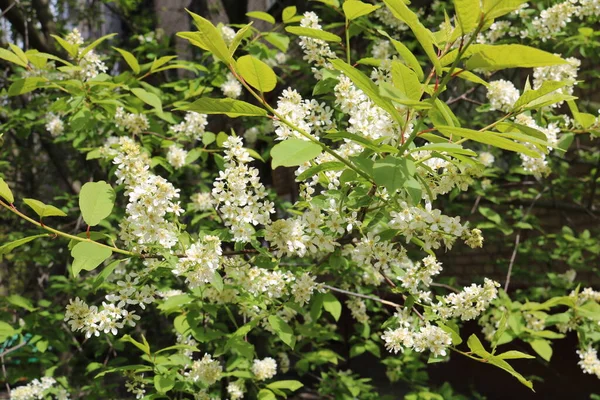 Kuş kirazı baharda çiçek açtı.