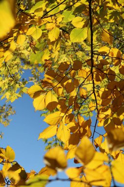 Sonbaharda mavi gökyüzüne karşı sarı karaağaç yaprakları