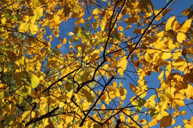 Sonbaharda mavi gökyüzüne karşı sarı karaağaç yaprakları