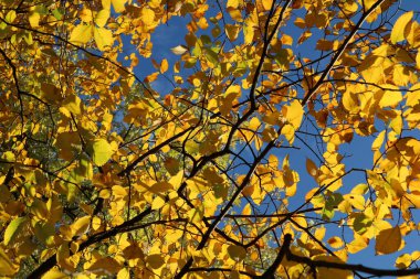 Sonbaharda mavi gökyüzüne karşı sarı karaağaç yaprakları