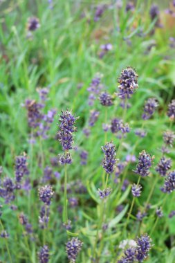 Endişe ve tatminsizliği gideren lavanta kokusu, sinir bozucu.