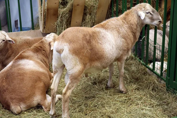 Domestic sheep of the Katum breed - hoofed mammal with thick hair and edible meat