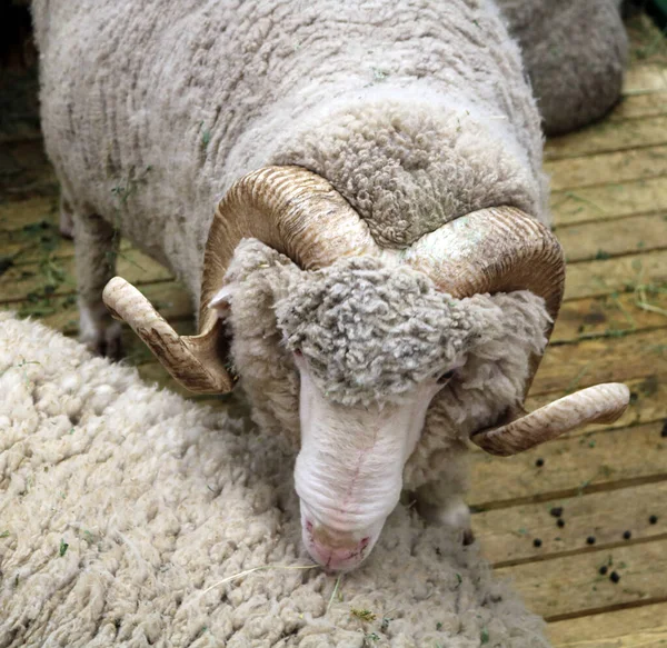 ソビエト連邦のメリノ羊は 厚い髪と食用肉を持つ蹄型の哺乳動物です — ストック写真