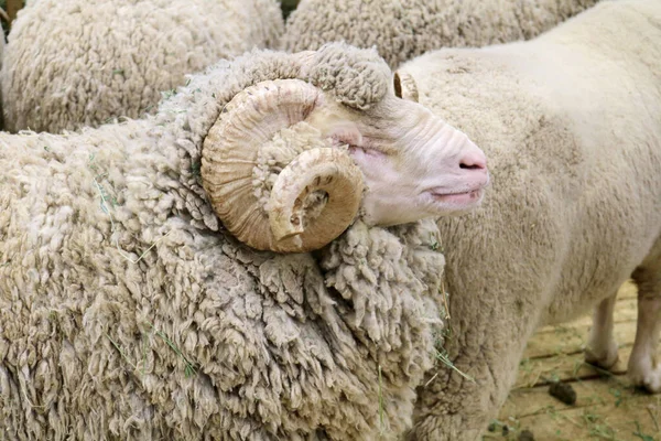 Soviet merino sheep is a hoofed mammal with thick hair and edible meat