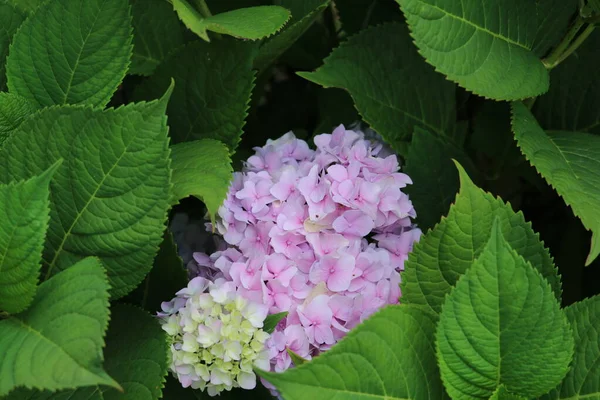 Hortensia Cultiva Jardines Como Plantas Ornamentales — Foto de Stock