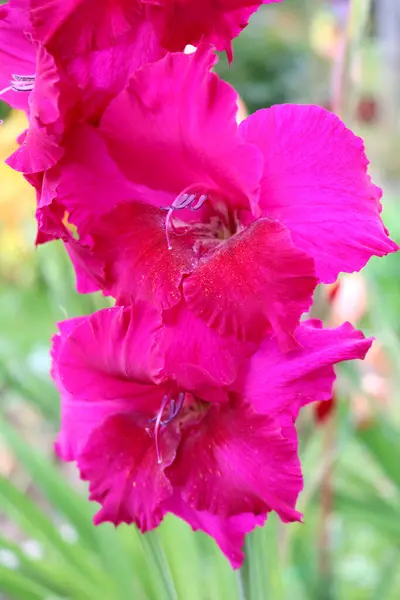 Gladiolus Belas Plantas Bulbosas Perenes Com Flor Vermelha — Fotografia de Stock