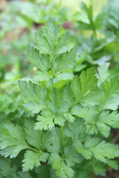 Parsley Curly Curly Popular Culinary Seasoning — Stock Photo, Image