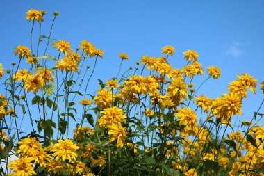 Rudbeckia altın topu güzel bir şekilde bitkisel bileşikler açar.
