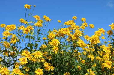 Rudbeckia altın topu güzel bir şekilde bitkisel bileşikler açar.