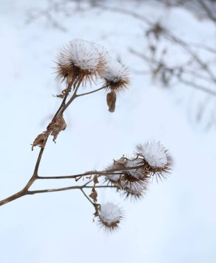 Kış mevsiminde karlar içinde kabaran burdock.