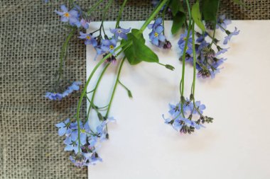 Kağıt üzerinde ve boyanmamış tuvalin üzerinde unutulmuş bir dal.