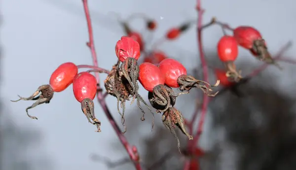 Quadris Rosa Vermelhos Arbusto Inverno — Fotografia de Stock