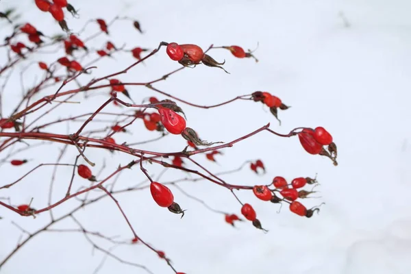 Quadris Rosa Vermelhos Arbusto Inverno — Fotografia de Stock