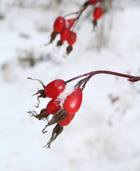 Quadris Rosa Vermelhos Arbusto Inverno — Fotografia de Stock