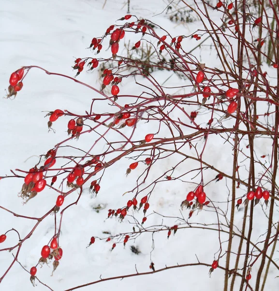 Quadris Rosa Vermelhos Arbusto Inverno — Fotografia de Stock