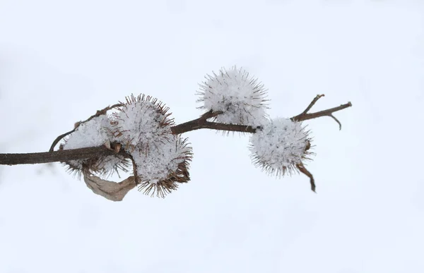 Bardana Inflorescência Grande Neve Inverno — Fotografia de Stock