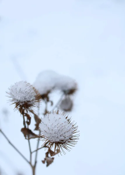 Bardana Inflorescência Grande Neve Inverno — Fotografia de Stock