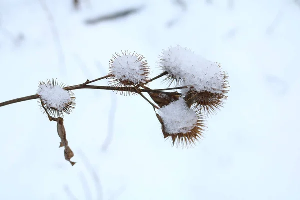 Bardana Inflorescência Grande Neve Inverno — Fotografia de Stock