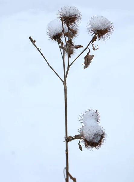 Bardana Inflorescência Grande Neve Inverno — Fotografia de Stock