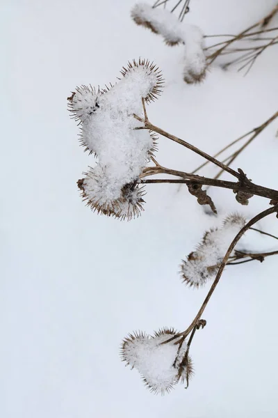 Bardana Inflorescência Grande Neve Inverno — Fotografia de Stock