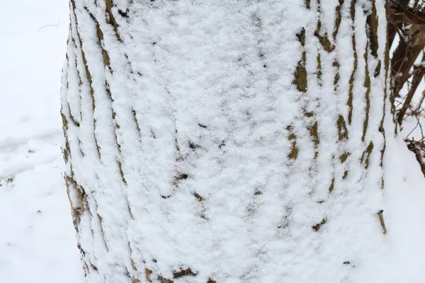 Textura Corteza Árbol Viejo Cubierto Nieve —  Fotos de Stock