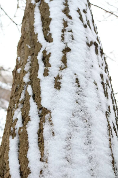 Árvore Velha Casca Textura Coberta Neve — Fotografia de Stock