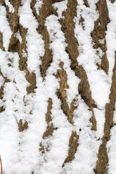 Textura Corteza Árbol Viejo Cubierto Nieve —  Fotos de Stock