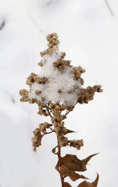 Planta Seca Goldenrod Sob Neve — Fotografia de Stock