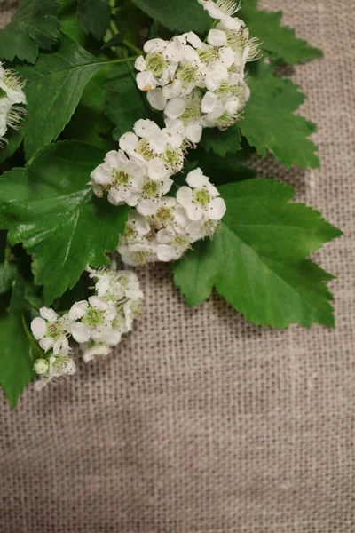 Branch Flowering Hawthorn Unpainted Canvas — Stock Photo, Image