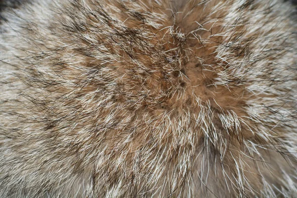 Texture Long Haired Raccoon Fur Beige — Stock Photo, Image