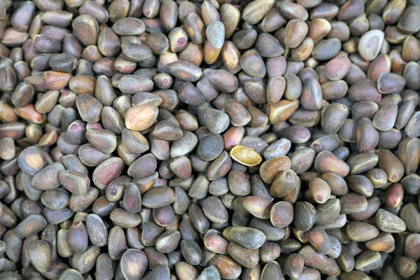 Pine Nuts Edible Seeds Pine Pine — Stock Photo, Image